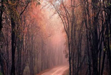 米兰捕鱼-帕尔梅拉斯防线稳固，力拼塔斯马尼亚联全力拿分